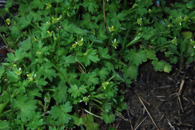 Ranunculus parviflorus / Ranuncolo pargoletto